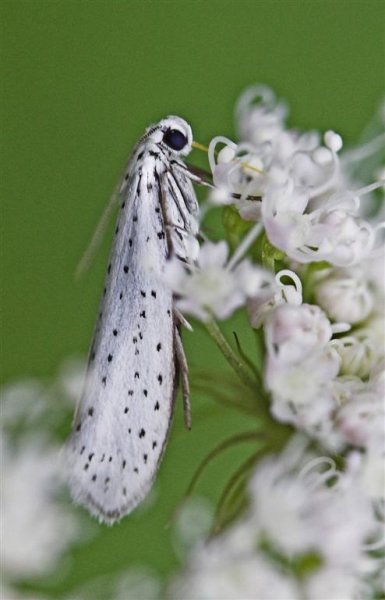 VI, 1 poäng (Large).jpg