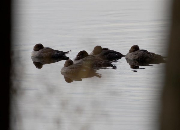 Gåta 6, art, 2p (Large).jpg