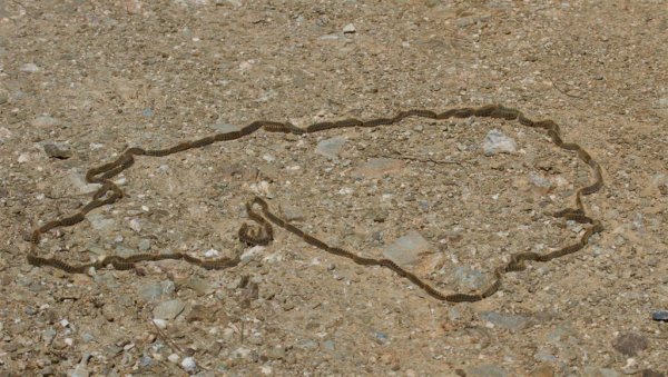 Gåta 7, facit, processionsspinnare (Large).jpg