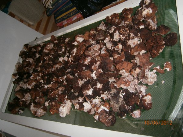 13 juni 2012 006.jpg