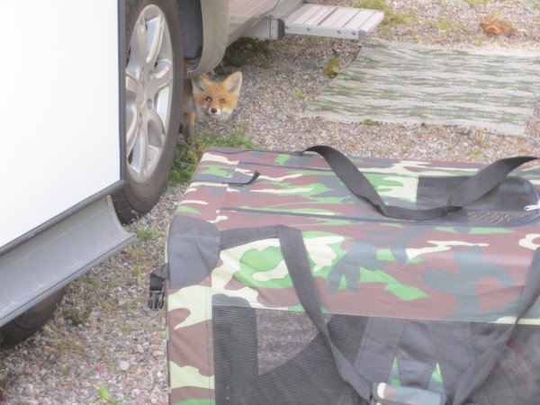 Juni 2011 021 Räven.jpg