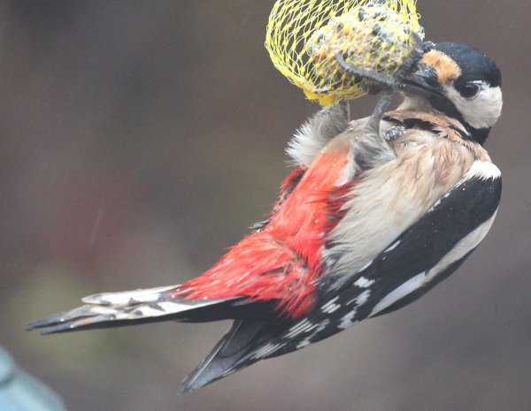 Vår hackspett 1 hb.jpg
