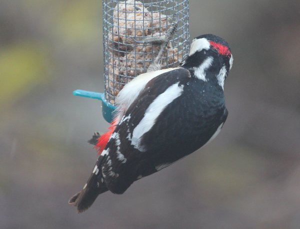 Vår hackspett 2 hb.jpg