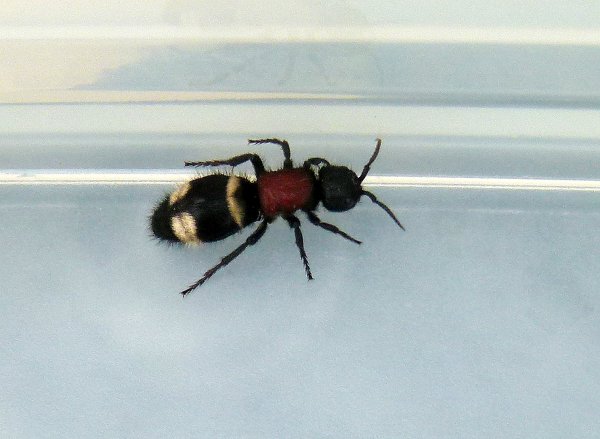 1-P1040481.JPG 1-P1040481.JPG