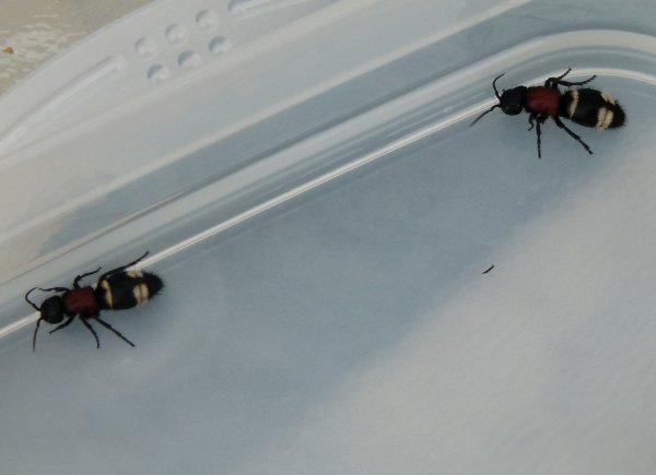 1-P1040482.JPG 1-P1040482.JPG