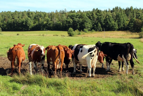 Kor u b.jpg Kor u b.jpg