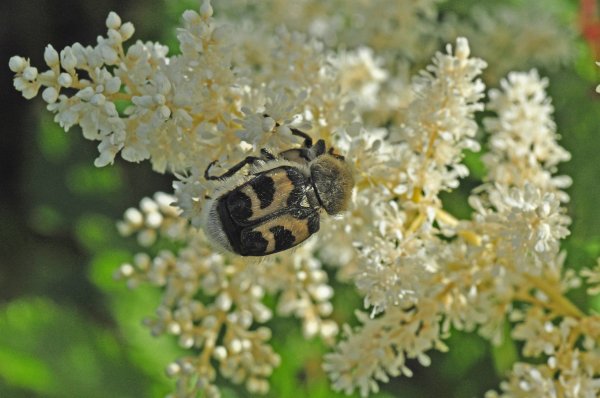 DSC_7328b1200.jpg DSC_7328b1200.jpg