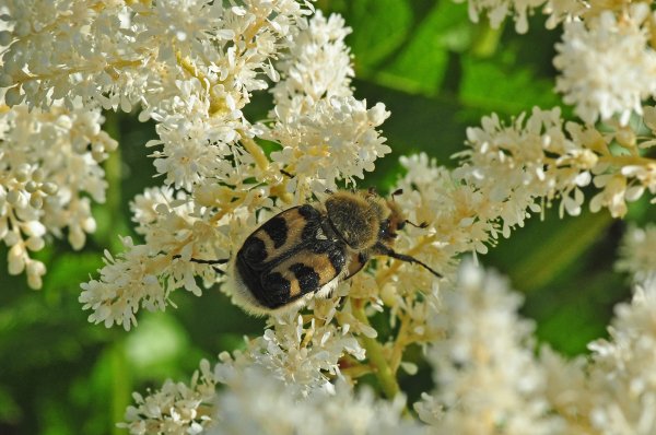 DSC_7332b.jpg DSC_7332b.jpg