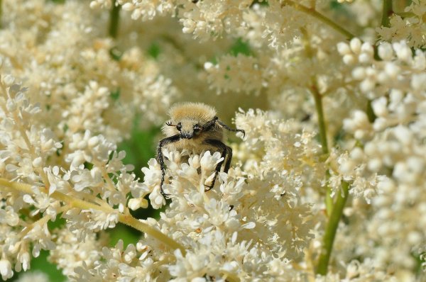 DSC_7396b2000.jpg DSC_7396b2000.jpg