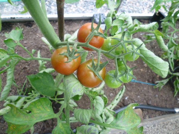 Körsbärstomat.JPG Körsbärstomat.JPG