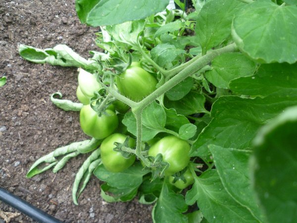 Tomat Es.JPG Tomat Es.JPG