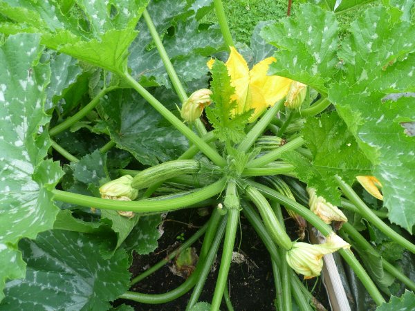 Zuccini.JPG Zuccini.JPG