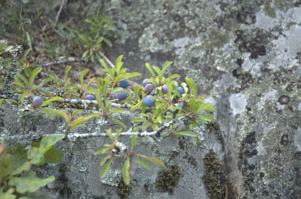 DSC_5721 Ängsö1.jpg