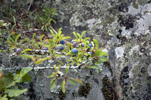 DSC_5721 Ängsö2.jpg