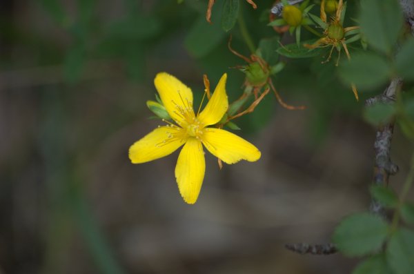 DSC_5735 ängsö3.jpg