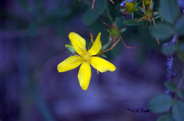 DSC_5735 Ängsö4.jpg