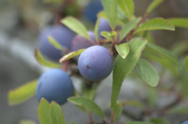 DSC_5724 Ängsö5.jpg