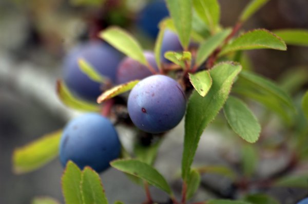 DSC_5724 Ängsö6.jpg
