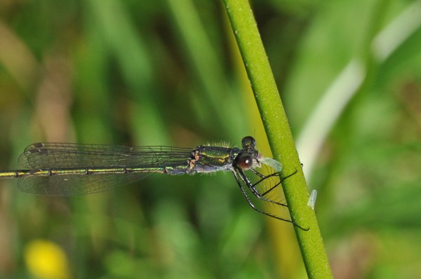 SmaragdFlick2.jpg SmaragdFlick2.jpg