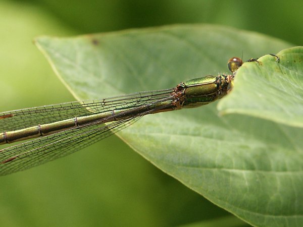 Smaragdflick1.jpg Smaragdflick1.jpg