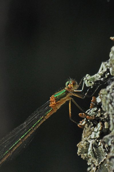 SmaragdFlick3.jpg SmaragdFlick3.jpg