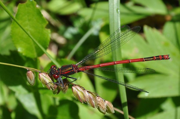 RödFlick1.jpg RödFlick1.jpg