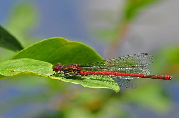 RödFlick2.jpg RödFlick2.jpg