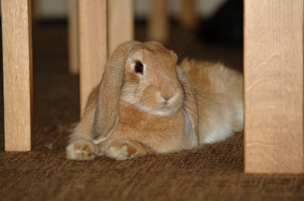 DSC_5903_01 Saga lite ändrad bild.JPG