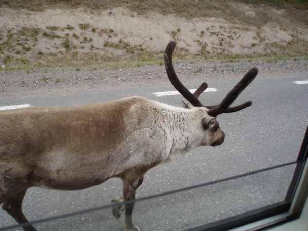 Ren på promenad 2006 023.jpg Ren på promenad 2006 023.jpg
