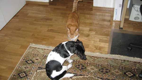 Arrak och Rambo kenneth 037.JPG