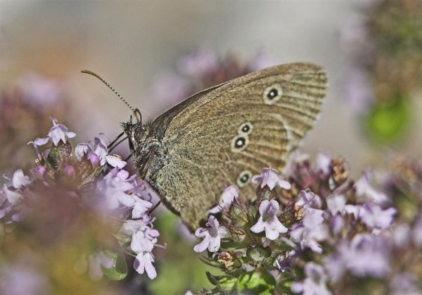 XI, 1 poäng (Large).jpg