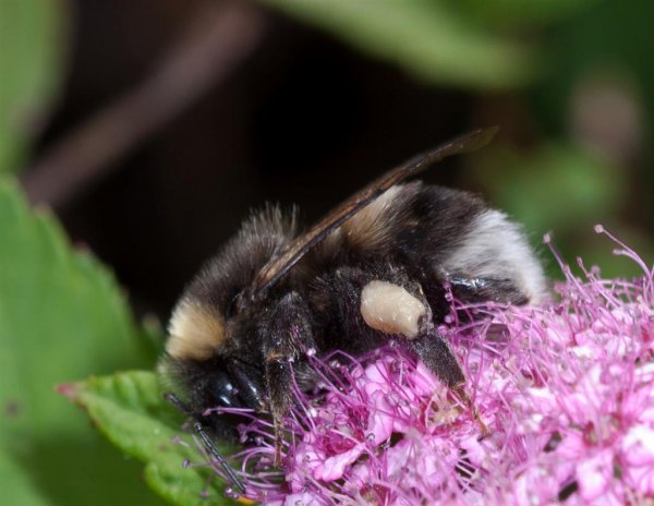 IMG_3376 (Large).jpg IMG_3376 (Large).jpg