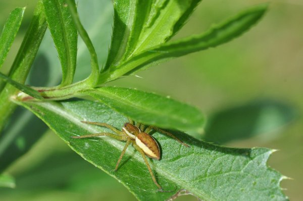 Spindel 1.jpg Spindel 1.jpg