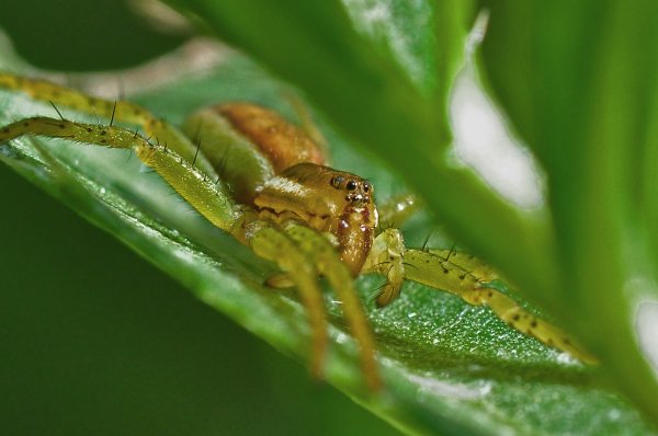 Spindel 2.jpg Spindel 2.jpg