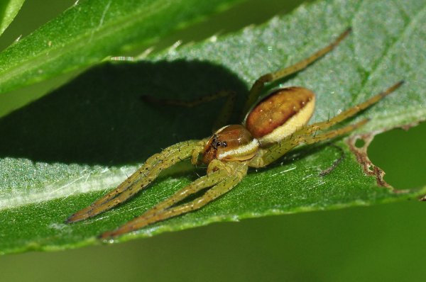 Spindel 3.jpg Spindel 3.jpg