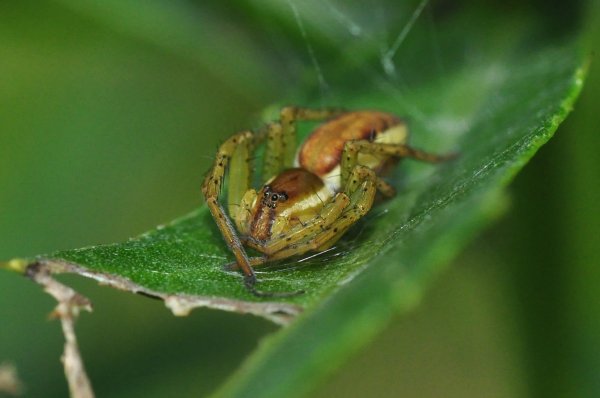 Spindel 4.jpg Spindel 4.jpg