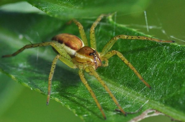 Spindel 5.jpg Spindel 5.jpg