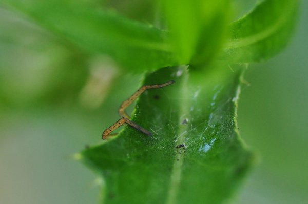 Spindel 6.jpg Spindel 6.jpg