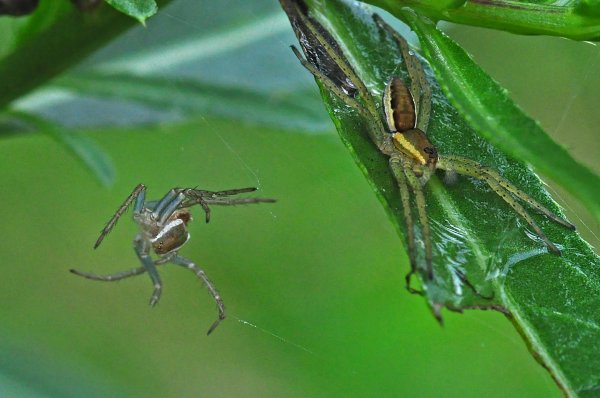 Spindel 7.jpg Spindel 7.jpg