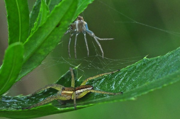 Spindel 8.jpg Spindel 8.jpg