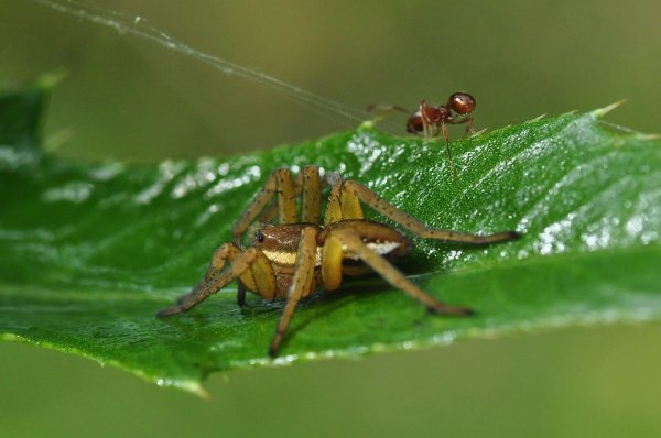 Spindel 9.jpg Spindel 9.jpg