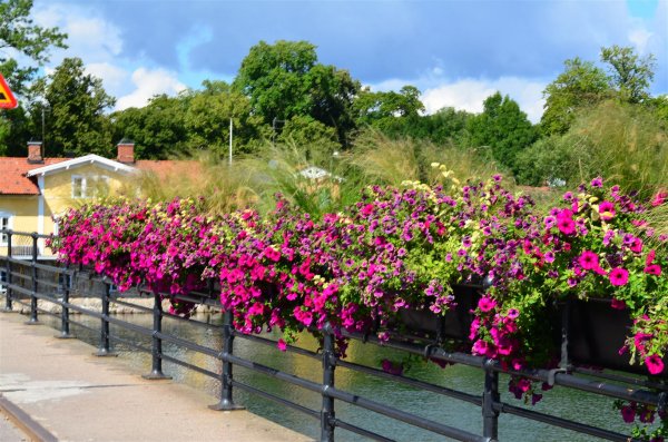 DSC_4140 (Large).JPG