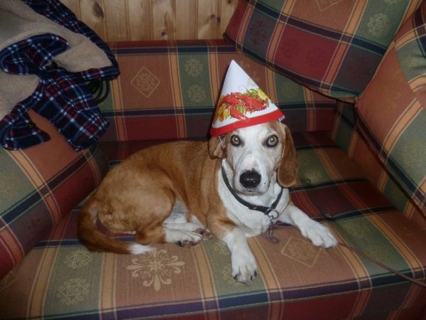 Festpriffe.JPG Festpriffe.JPG