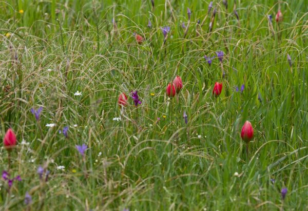 IMG_3910 (Large).jpg IMG_3910 (Large).jpg