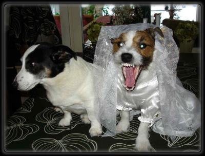 nejjagvillinte.jpg nejjagvillinte.jpg