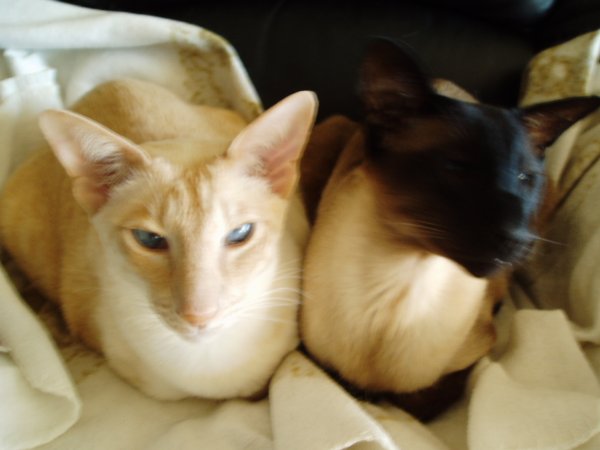 santoosimin 2012 d.JPG