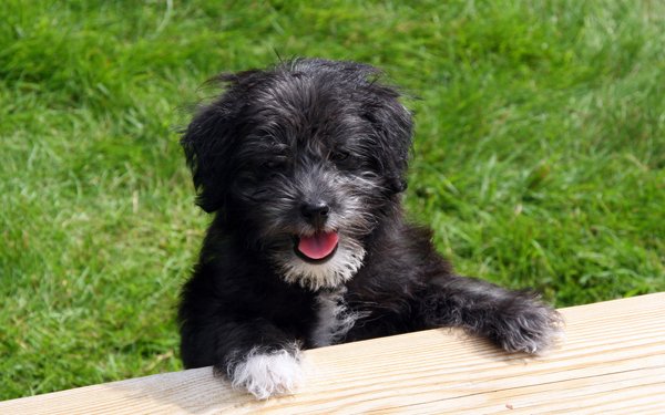 Ceasar3.hbk.jpg Ceasar3.hbk.jpg