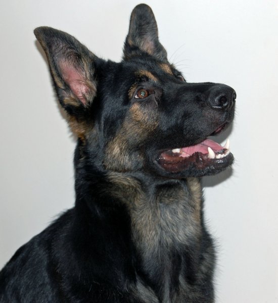 Acke-7-månader.jpg Acke-7-månader.jpg