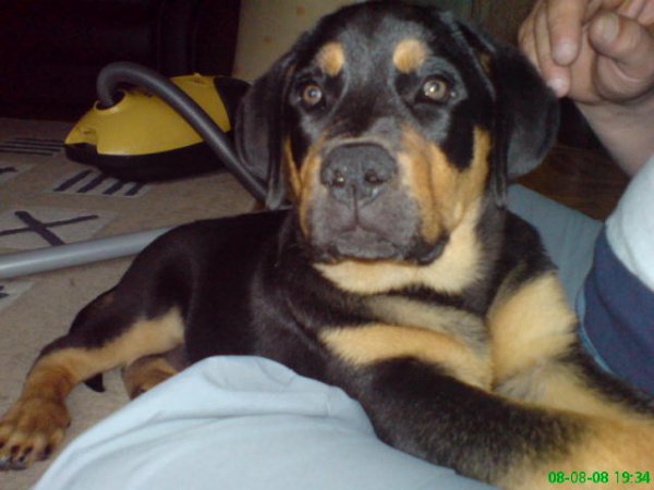 gooa jag.JPG gooa jag.JPG