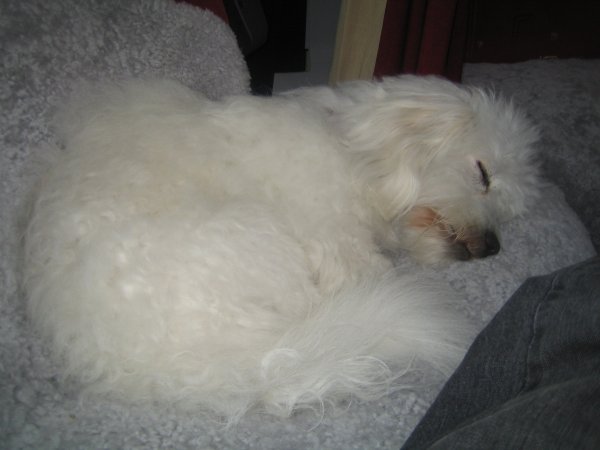 007 2008-06-21 Midsommar i Heiligenhafen.jpg 007 2008-06-21 Midsommar i Heiligenhafen.jpg